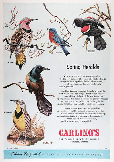 1950 Carling Brewery Songbirds Vintage CDN Ad #025852